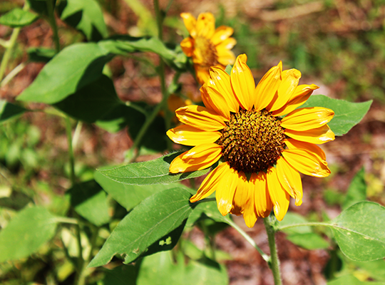  Seasonal Flower Area